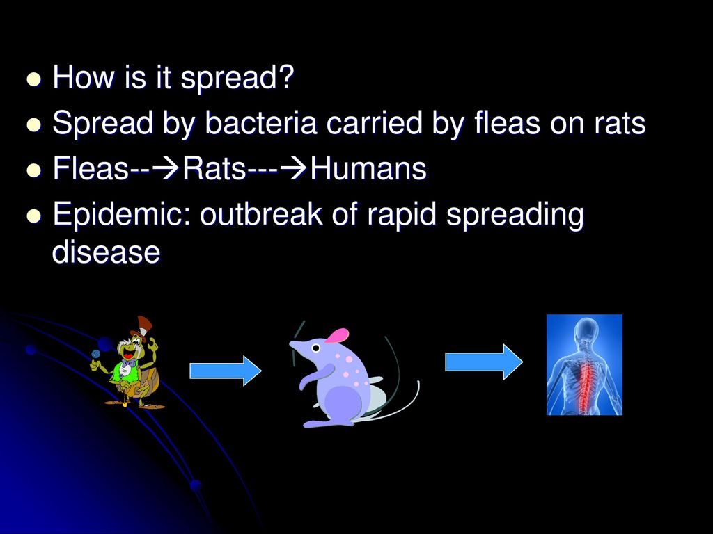 How is it spread. Spread by bacteria carried by fleas on rats.
