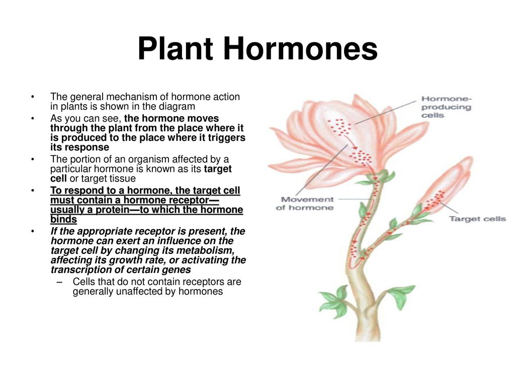 Фитогормоны таблица. Plant Hormones. Фитогормоны растений изображения. Phytohormones. Фитогормоны кратко ё.