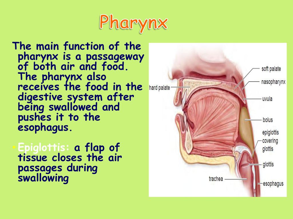 Digestive Systems and Nutrition - ppt download