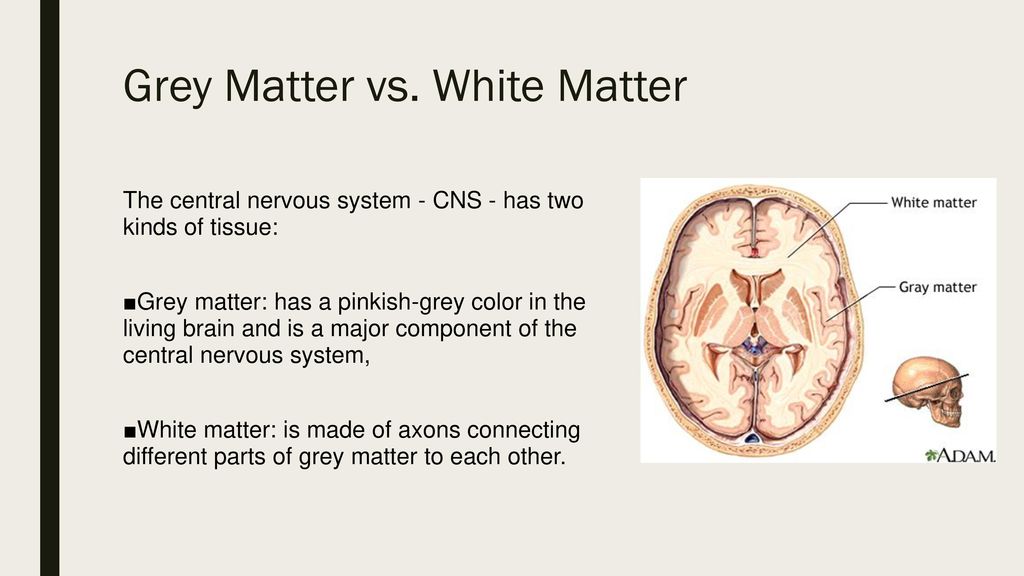 grey matter in the brain - ppt download