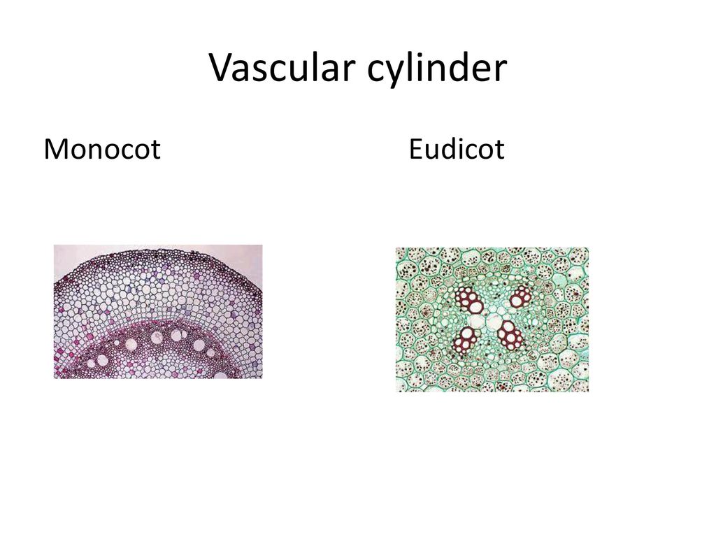 Vascular cylinder Monocot Eudicot