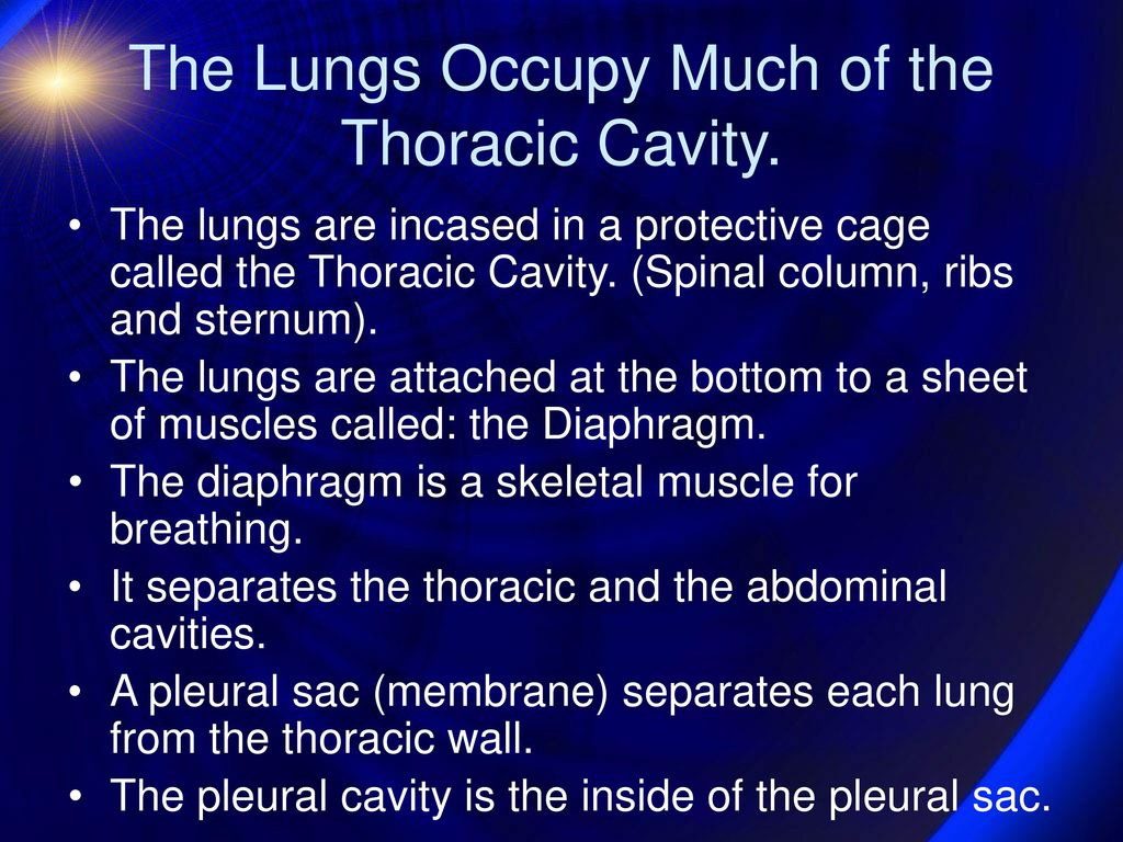 The Respiratory System - ppt download