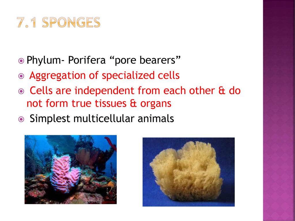 Ch. 7: Marine Animals Without a Backbone - ppt download