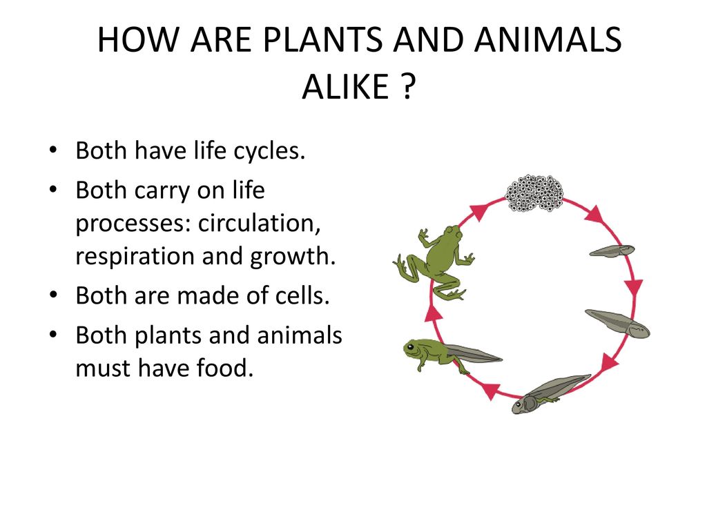 What are similarities among plants and animals? Come up with a list. - ppt  download