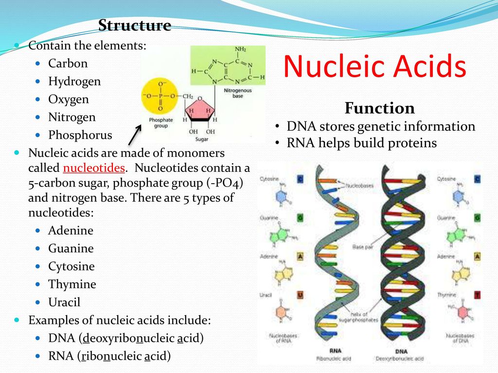 Нуклеиновые кислоты тест. Nucleic acid structure. The structure of Nucleic acids DNA and RNA. Structure of Nucleic acid Base. Nucleic acid DNA RNA.