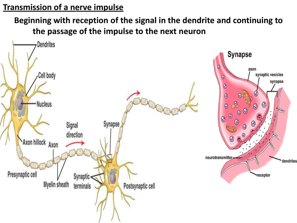 The Neuron and the Nervous System - ppt download