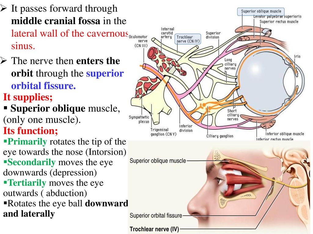 The nerve then enters the orbit through the superior orbital fissure.