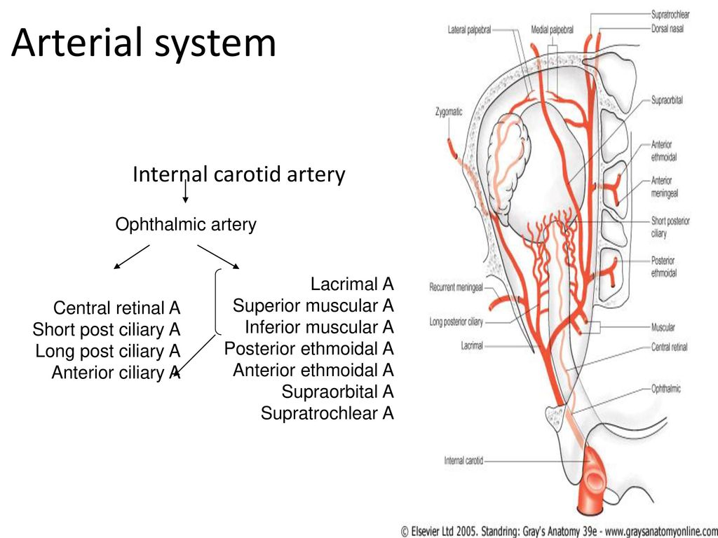 Arterial system Internal carotid artery Ophthalmic artery Lacrimal A