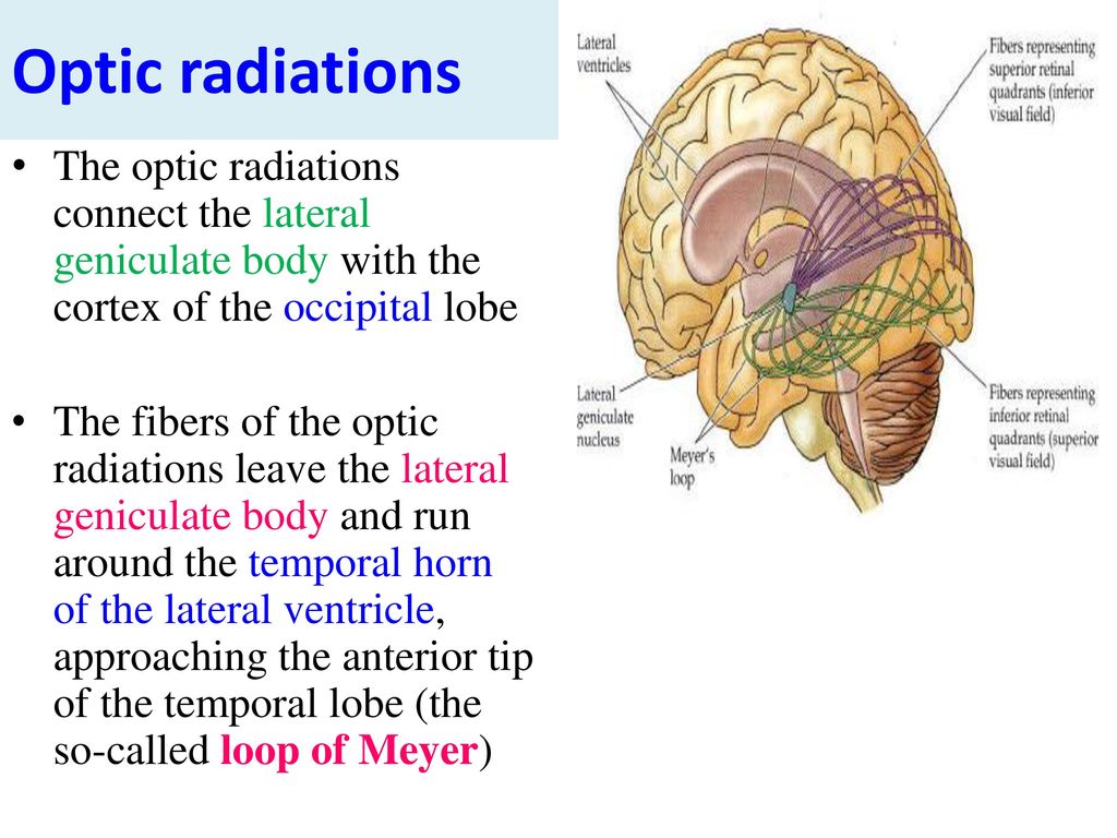 Optic radiations The optic radiations connect the lateral geniculate body with the cortex of the occipital lobe.