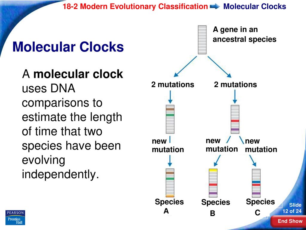 18 2 modern evolutionary classification ppt download