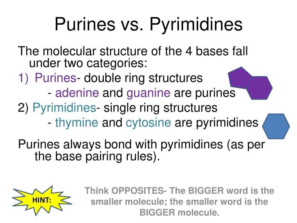 in dna, a purine must always pair with a pyrimidine and vice versa in order to ensure that