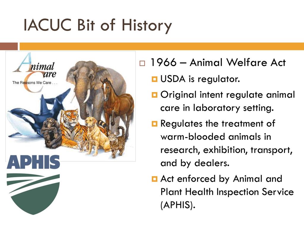 Institutional Animal CARe and use committee - IACUC - ppt download