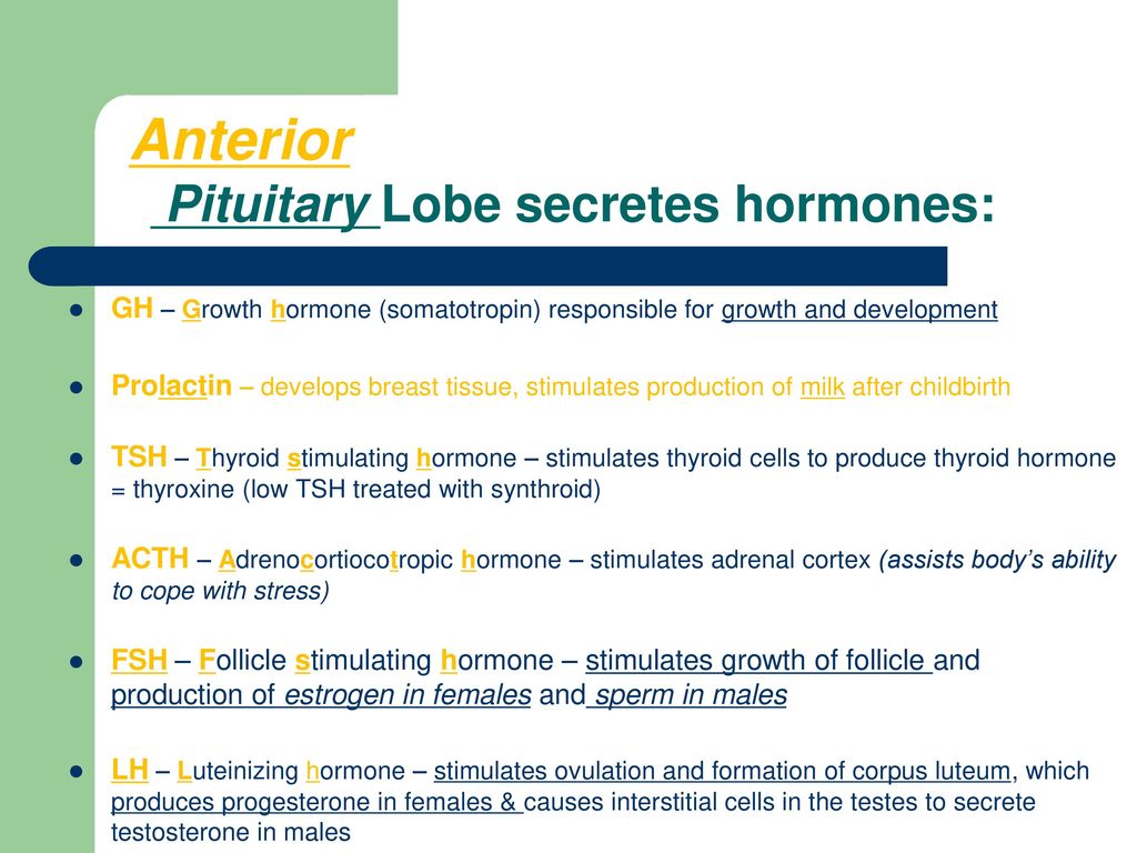 Endocrine System. - ppt download