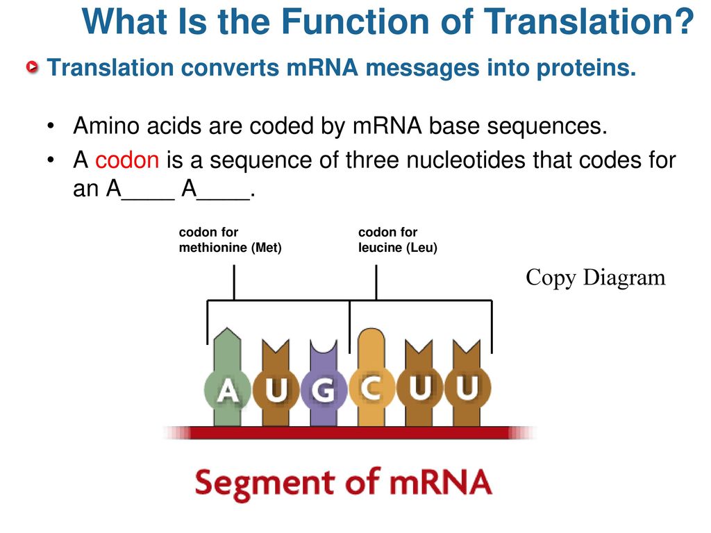 Unit 9 Dna Replication And Heredity Ppt Download