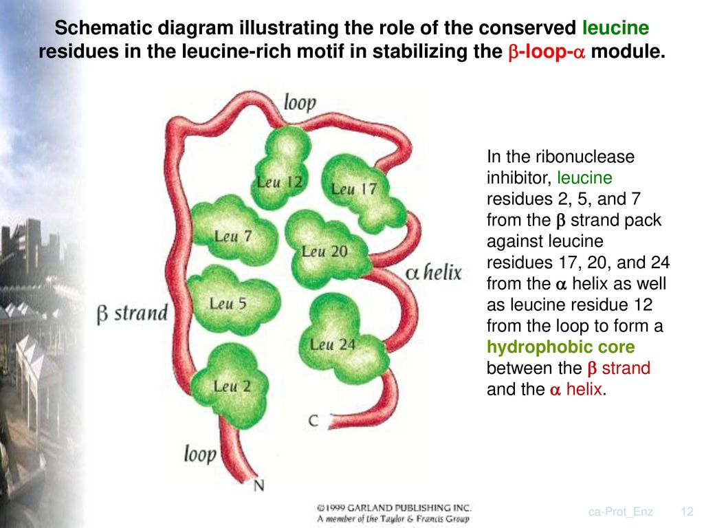 Schematic diagram illustrating the role of the conserved leucine residues in the leucine-rich motif in stabilizing the b-loop-a module.