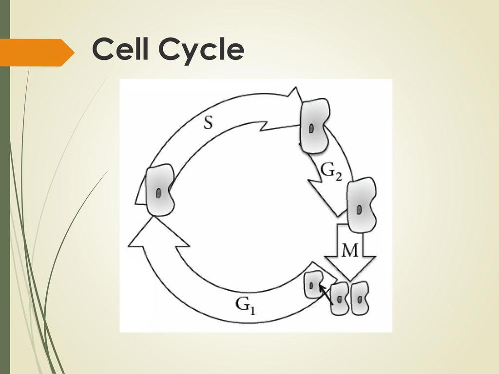 DNA Replication pp ppt download Biology Diagrams