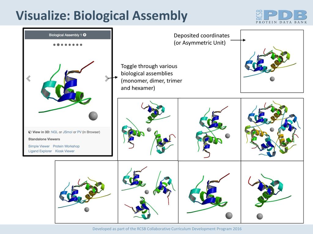 Visualize: Biological Assembly