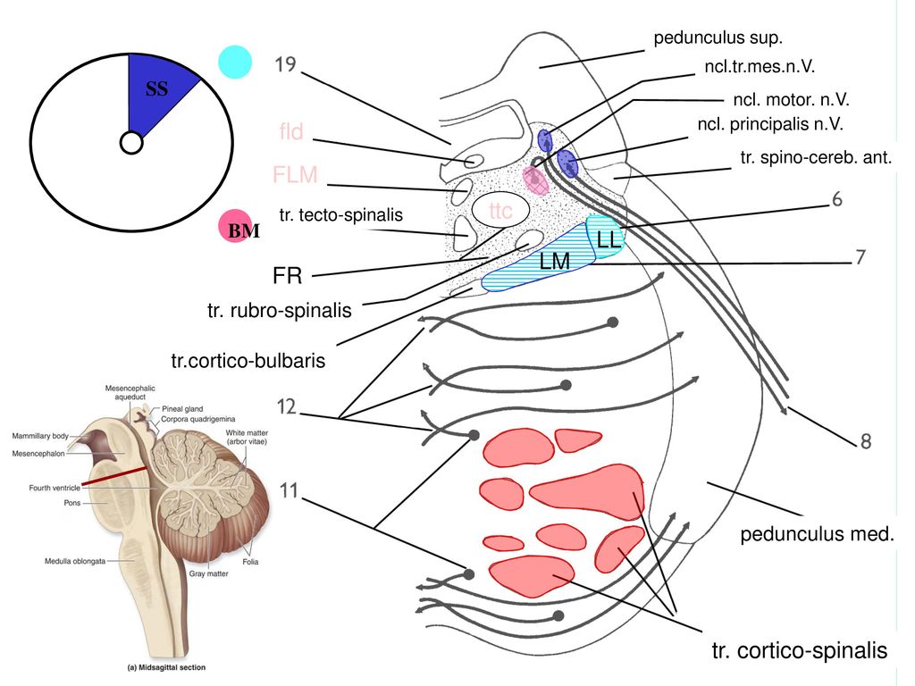 Brainstem Mesencephalon Pons Medulla Oblongata Medulla Spinalis Ppt Download