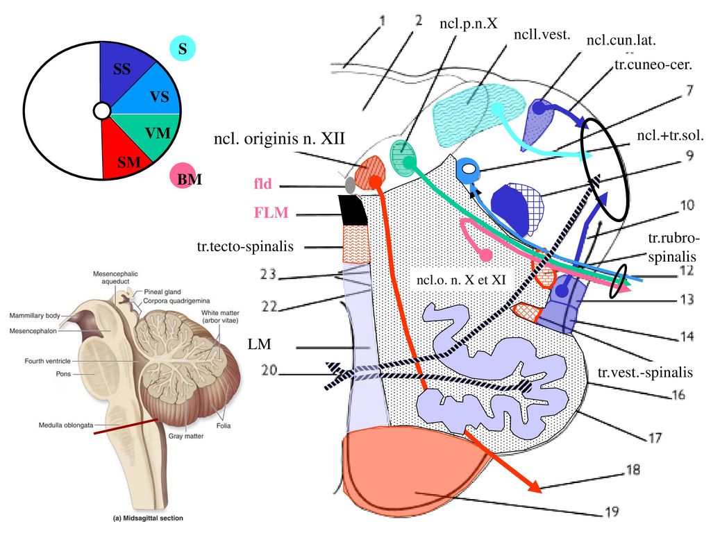 Brainstem Mesencephalon Pons Medulla Oblongata Medulla Spinalis Ppt Download