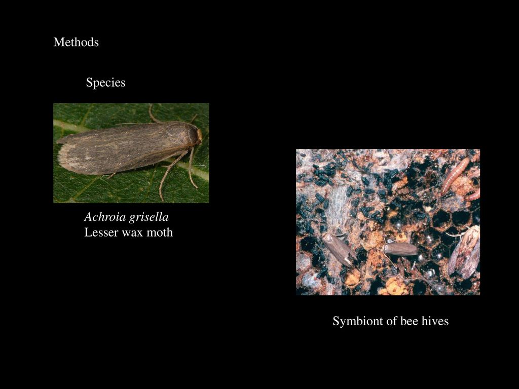 Methods Species Achroia grisella Lesser wax moth Symbiont of bee hives