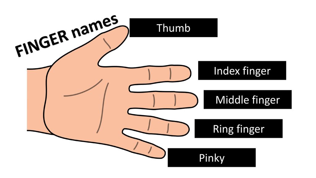 Thumb FINGER names Index finger Middle finger Ring finger Pinky.