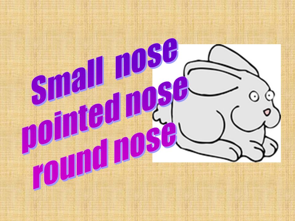 Small nose pointed nose round nose
