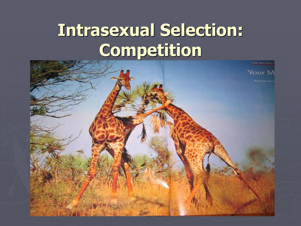 Sexual Selection Ppt Download sexual-selection-ppt-download