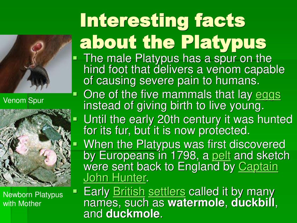 Реферат: The Platypus Essay Research Paper The platypus