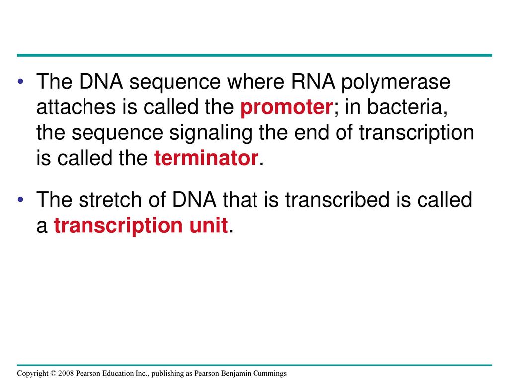 The stretch of DNA that is transcribed is called a transcription unit.