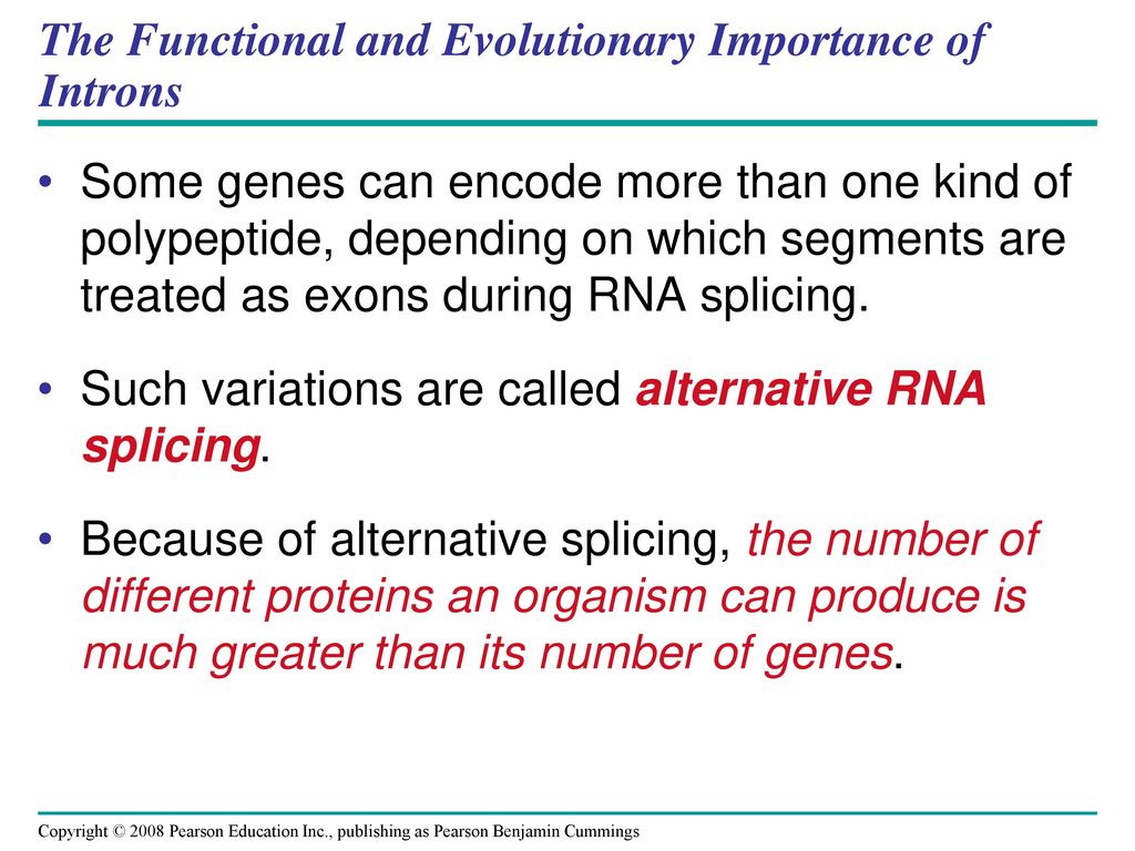 The Functional and Evolutionary Importance of Introns