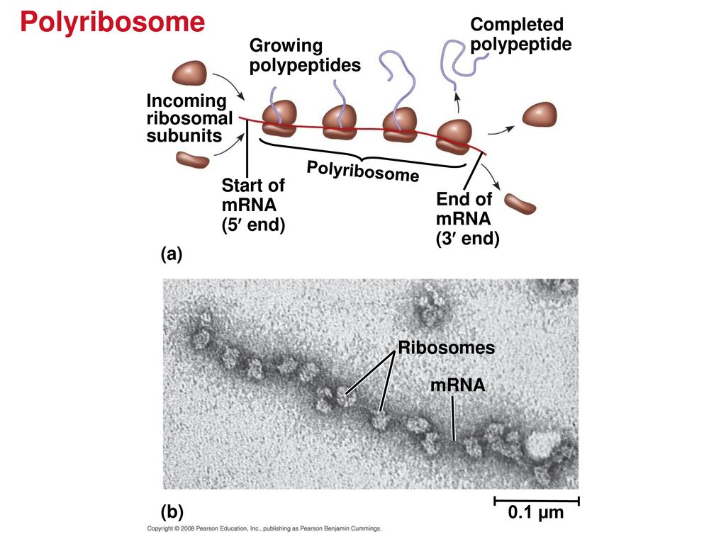 Polyribosome Completed polypeptide Growing polypeptides Incoming