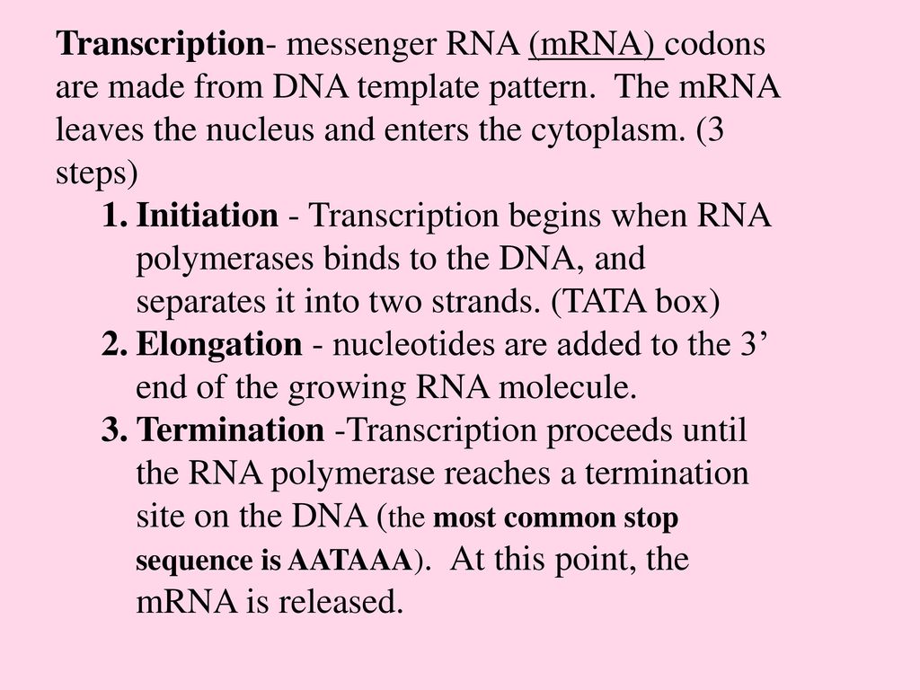 DNA Replication & Protein Synthesis ppt download