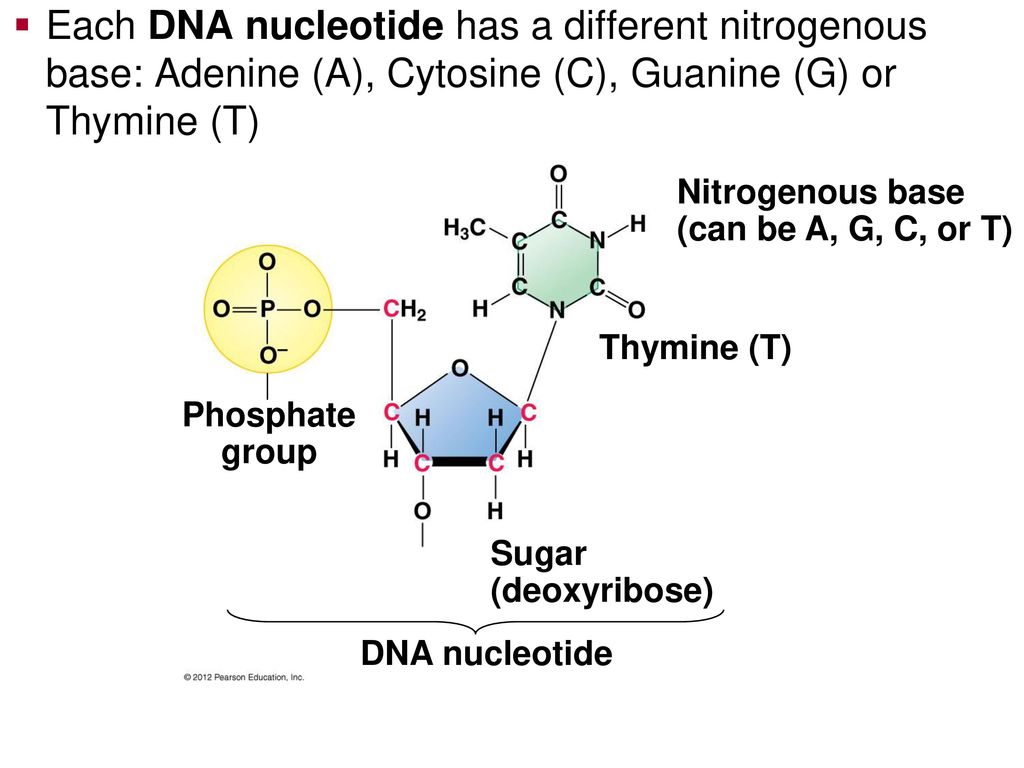 The Structure Of The Genetic Material Ppt Download
