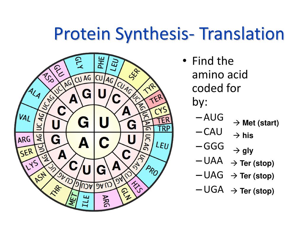 Protein Synthesis- Translation - ppt download