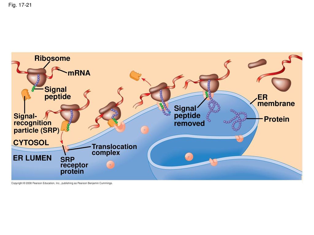 Overview: the flow of genetic information dna rna protein - ppt download