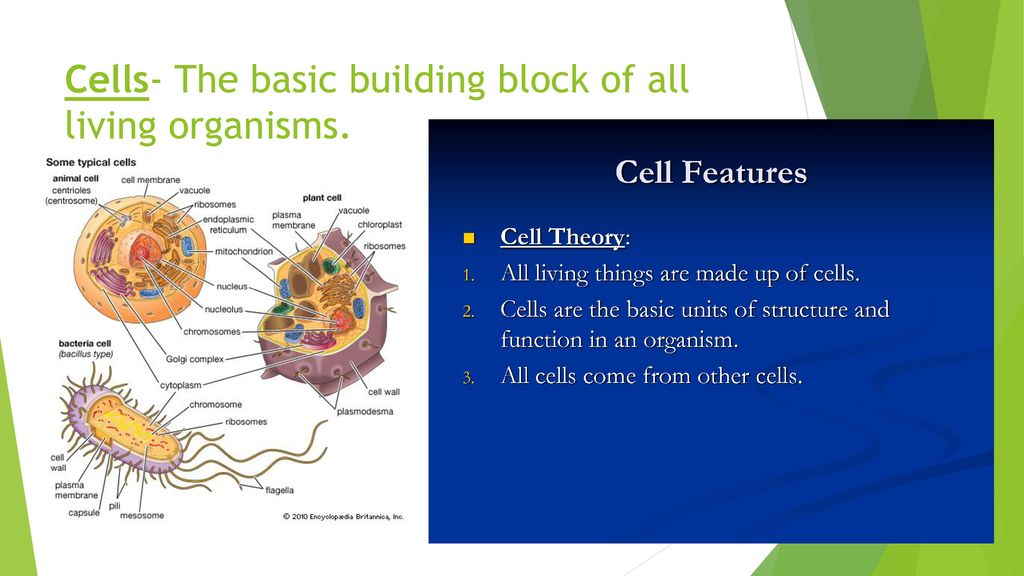 Biology E.O.C. Review Brinkman and Shepherd. ppt download