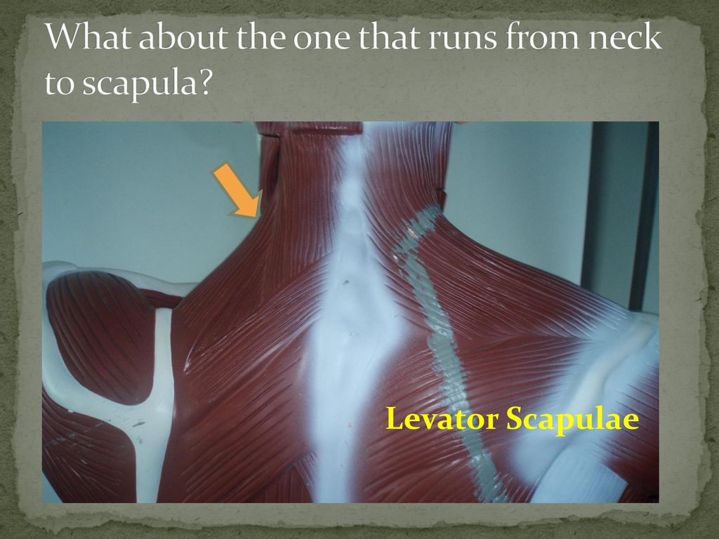 What about the one that runs from neck to scapula