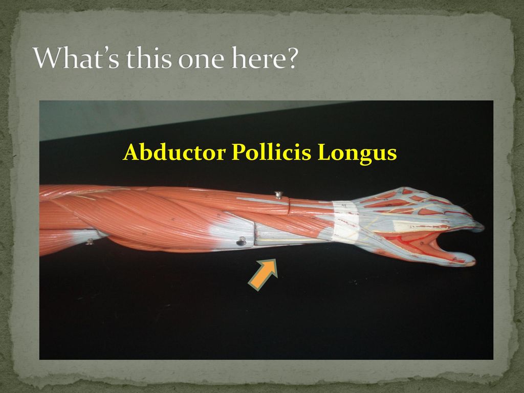 What’s this one here Abductor Pollicis Longus