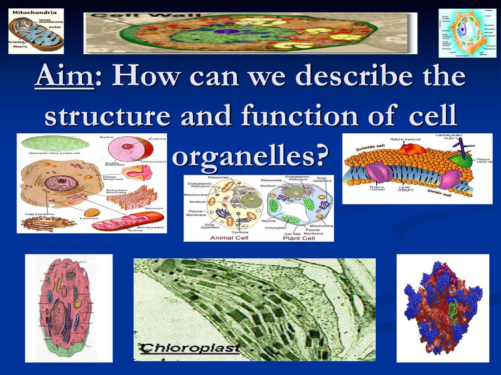 Cell Organelles Structure Function Chart
