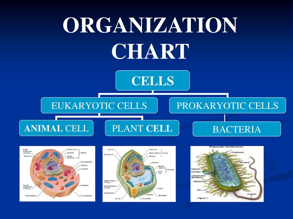 ORGANIZATION CHART BACTERIA. Aim: How can we describe the structure and  function of cell organelles? - ppt download