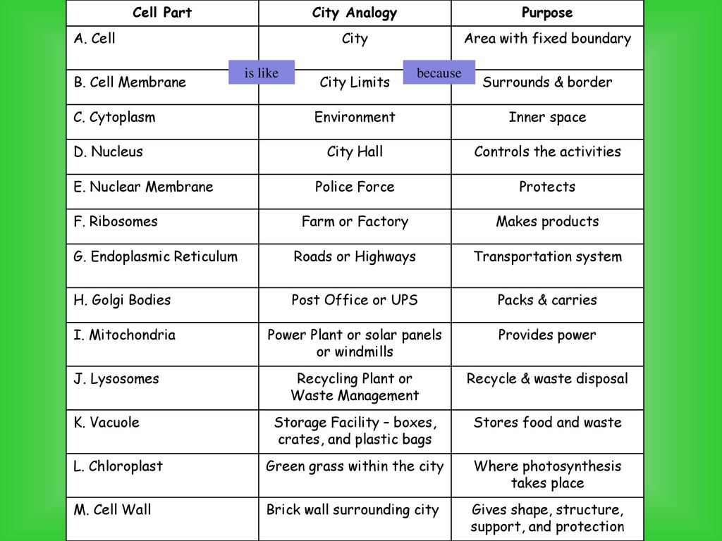 Parts of a Cell. - ppt download With Regard To Cell City Analogy Worksheet Answers
