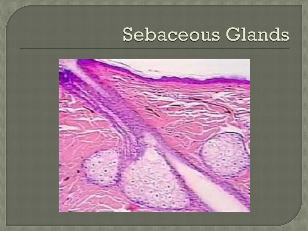 Skin and Body Membranes Biology Diagrams