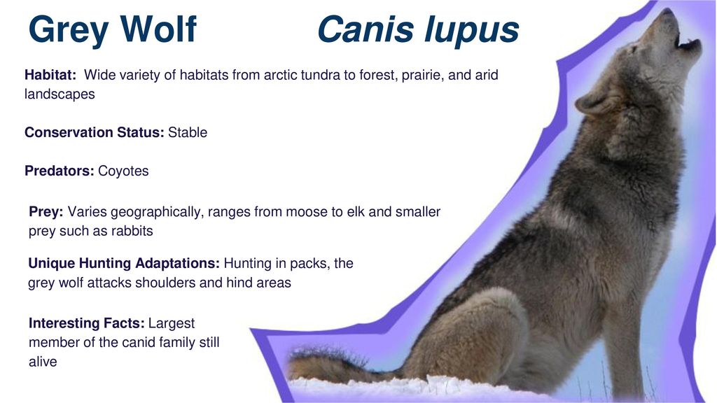 “What is in an Arm?” Powerpoint supplement to iDigFossils lesson plan