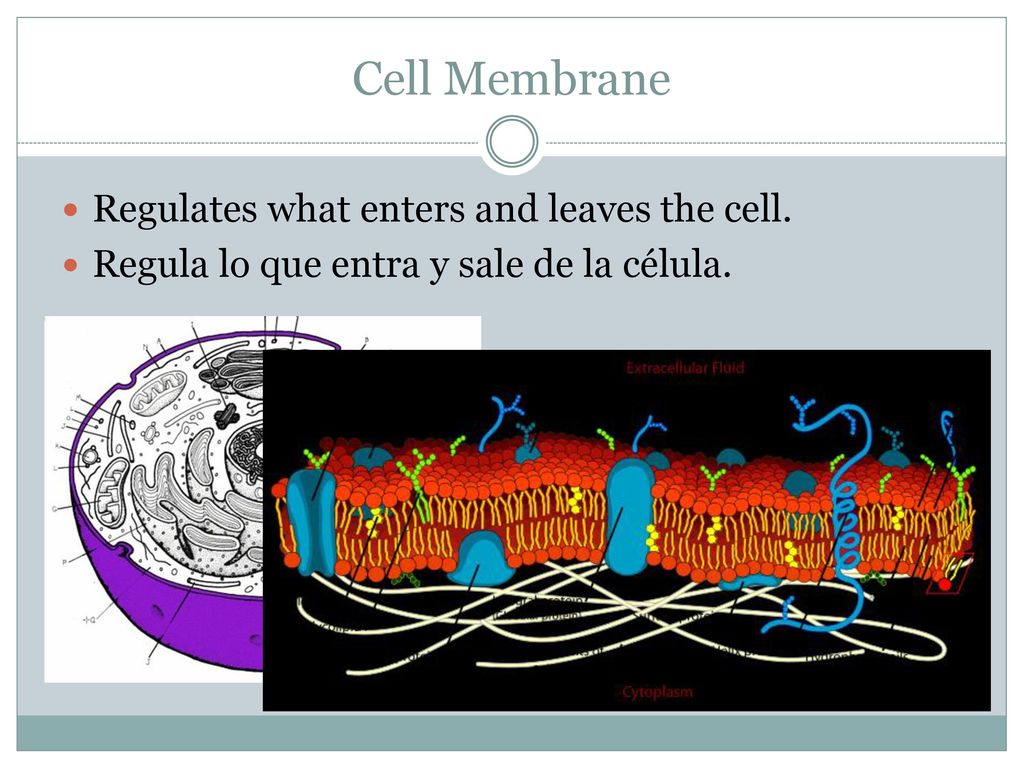 Cell Membrane Regulates what enters and leaves the cell.