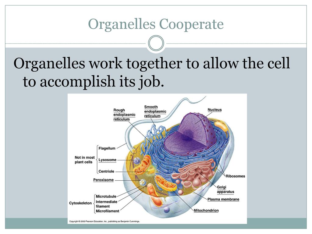 Organelles work together to allow the cell to accomplish its job.