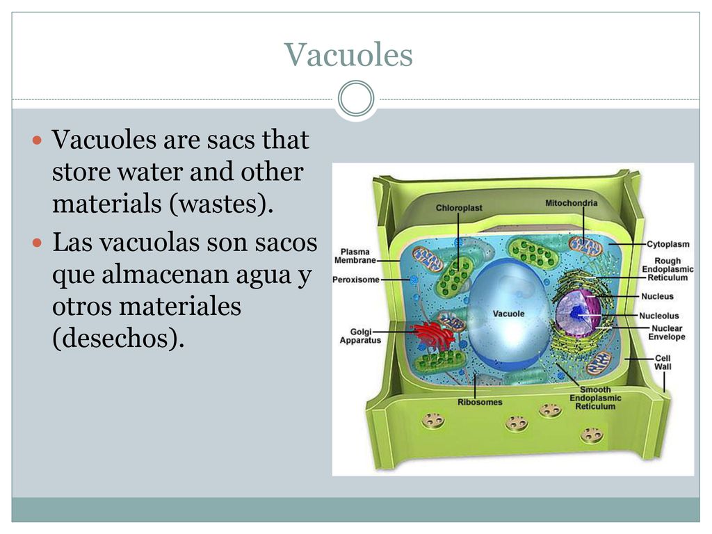 Vacuoles Vacuoles are sacs that store water and other materials (wastes).
