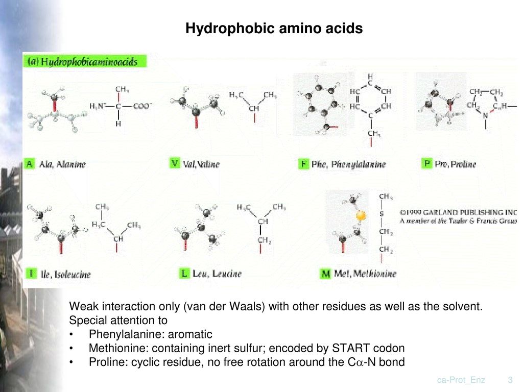 how to remember the hydrophobic amino acids