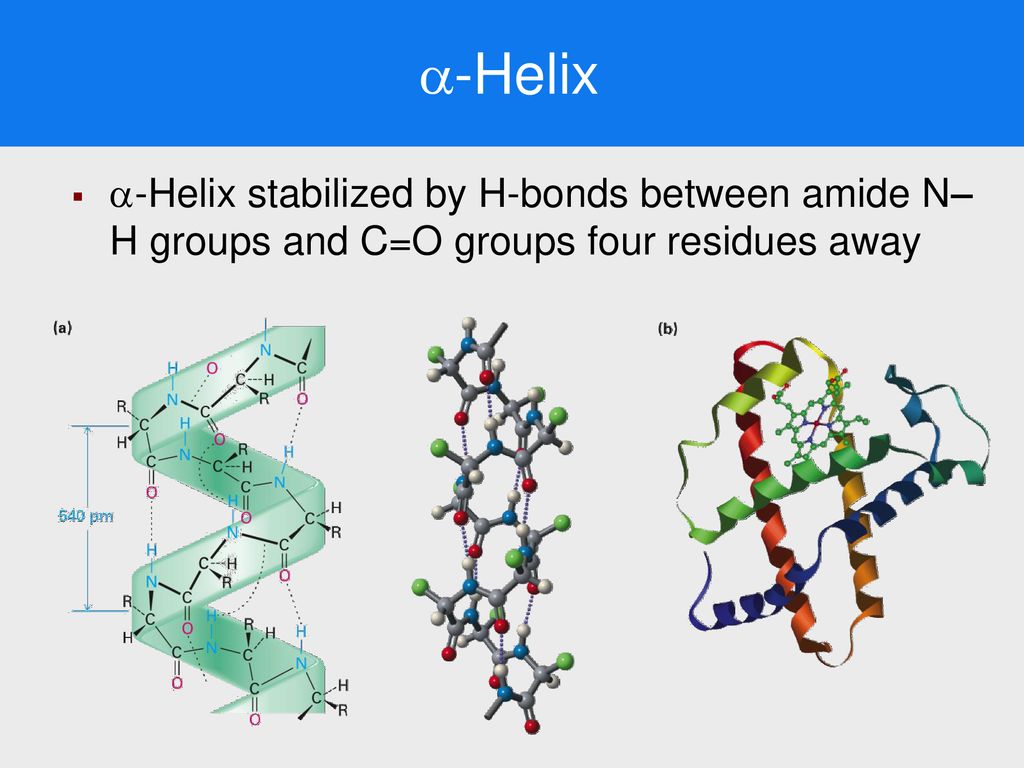 Chapter 15 Biomolecules Amino Acids Peptides And Proteins Ppt Download