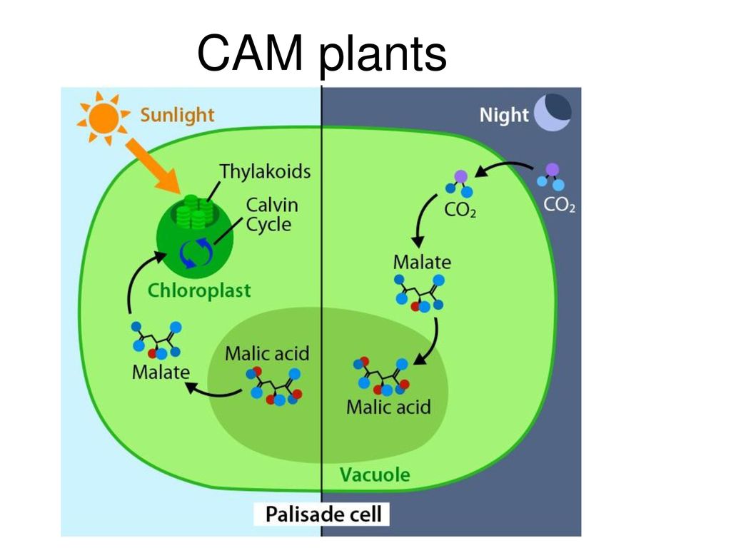 Появление фотосинтеза эра. Аноксигенный фотосинтез. Cam фотосинтез. Фотосинтез по типу толстянковых. Сам фотосинтез.