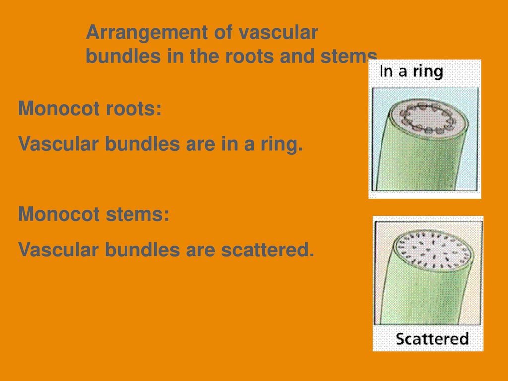 Monocot root vascular arrangement, LM - Stock Image - C030/9022 - Science  Photo Library